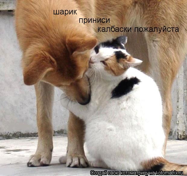 Котоматрица: шарик  приниси  калбаски пожалуйста