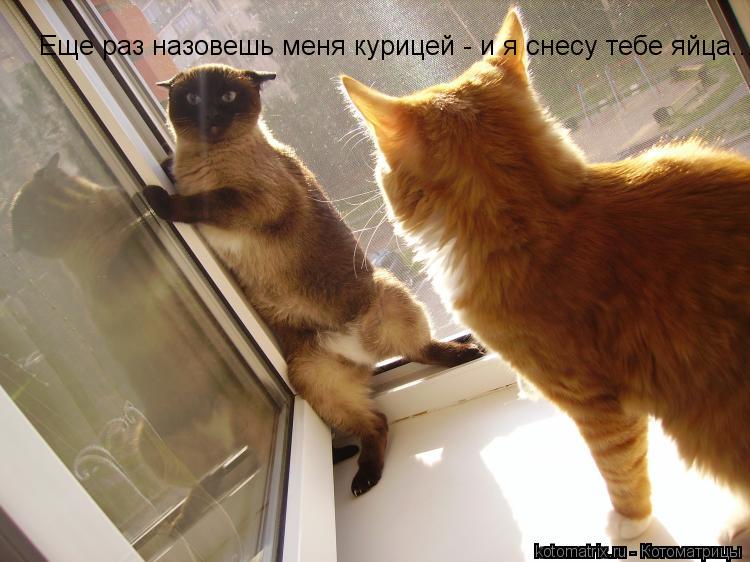 Котоматрица: Еще раз назовешь меня курицей - и я снесу тебе яйца...