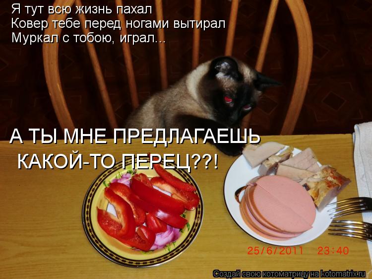 Котоматрица: Я тут всю жизнь пахал Ковер тебе перед ногами вытирал Муркал с тобою, играл... А ТЫ МНЕ ПРЕДЛАГАЕШЬ КАКОЙ-ТО ПЕРЕЦ??!