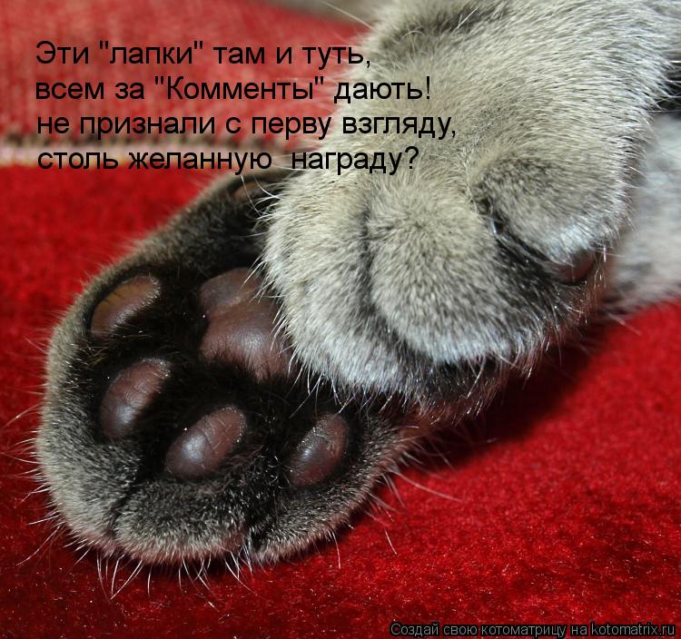 Котоматрица: Эти "лапки" там и туть, не признали с перву взгляду, столь желанную  награду? всем за "Комменты" дають!