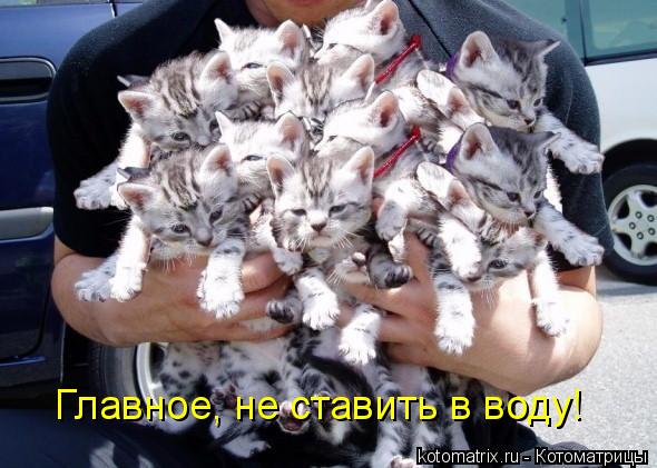 Котоматрица: Главное, не ставить в воду!