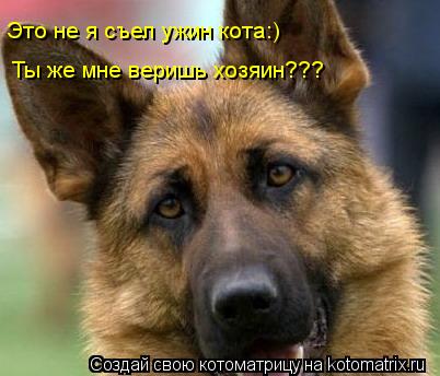 Котоматрица: Ты же мне веришь хозяин??? Это не я съел ужин кота:)
