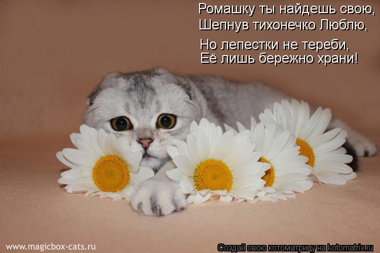 Котоматрица: Ромашку ты найдешь свою, Шепнув тихонечко Люблю, Но лепестки не тереби, Её лишь бережно храни!  Но лепестки не тереби, Её лишь бережно храни!  