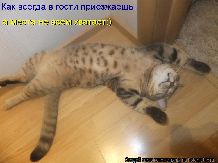 Котоматрица: Как всегда в гости приезжаешь, а места не всем хватает:)