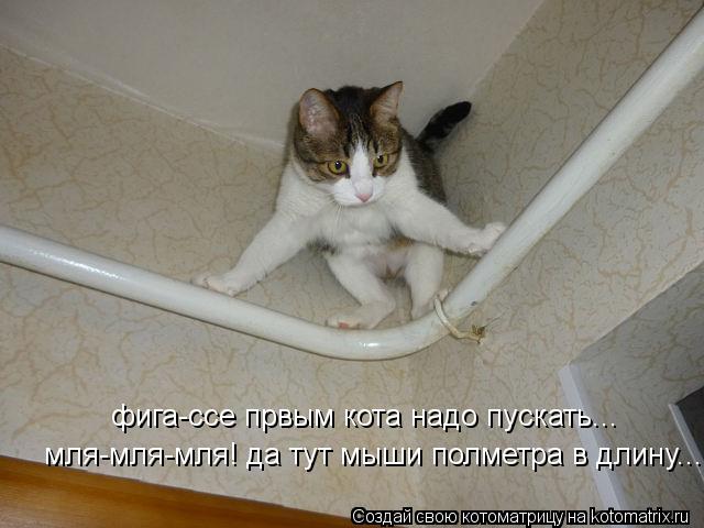 Котоматрица: фига-ссе првым кота надо пускать... мля-мля-мля! да тут мыши полметра в длину...