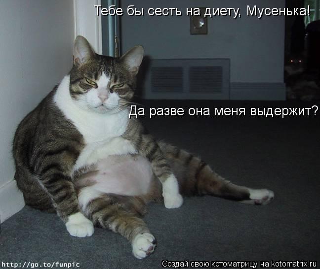 Тебе бы сесть на диету, Мусенька! Да разве она меня выдержит?... Котоматрица: Тебе бы сесть на диету, Мусенька! Да разве она меня выдержит?