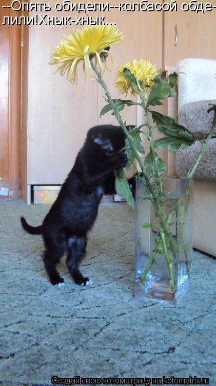 Котоматрица: --Опять обидели--колбасой обде- лили!Хнык-хнык...