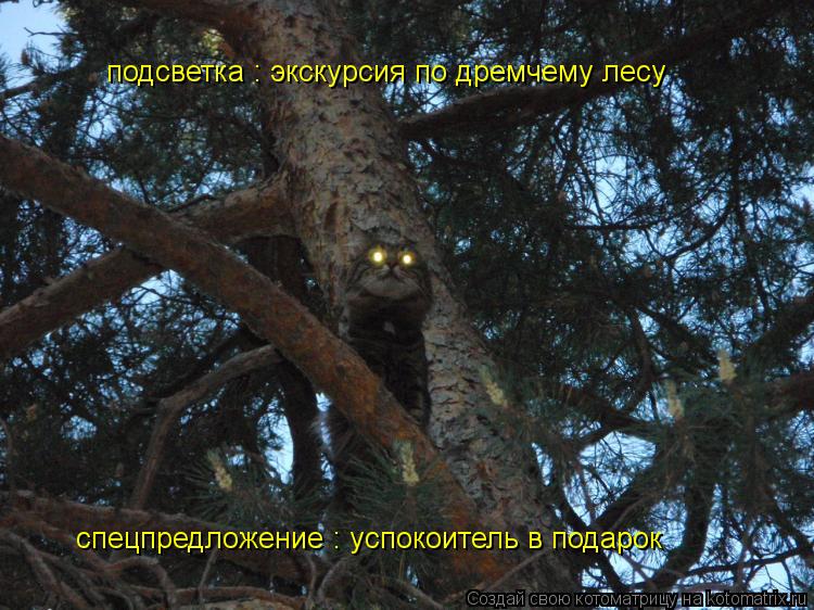 Котоматрица: подсветка : экскурсия по дремчему лесу спецпредложение : успокоитель в подарок