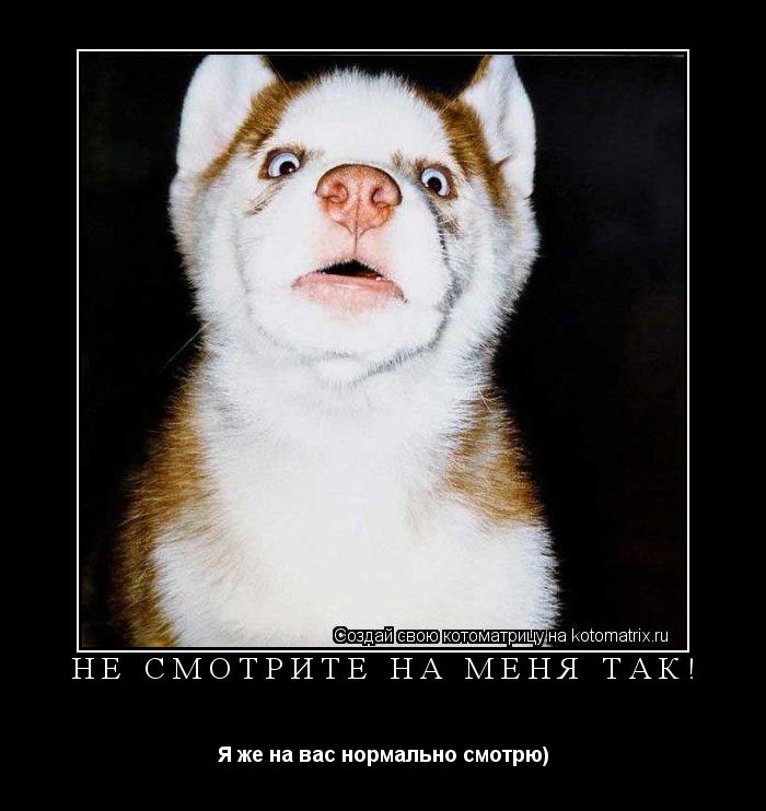 Котоматрица: Не смотрите на меня так! Я же на вас нормально смотрю)
