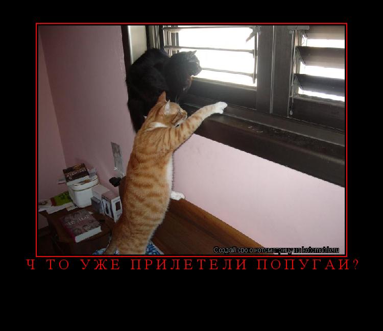 Котоматрица:  