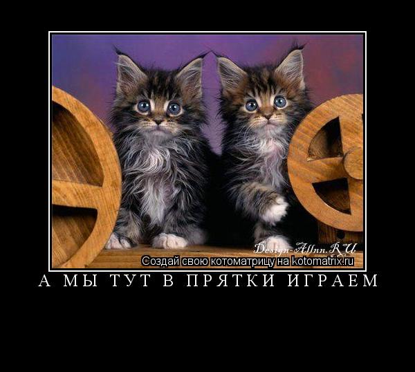 а мы тут в прятки играем ... Котоматрица: а мы тут в прятки играем