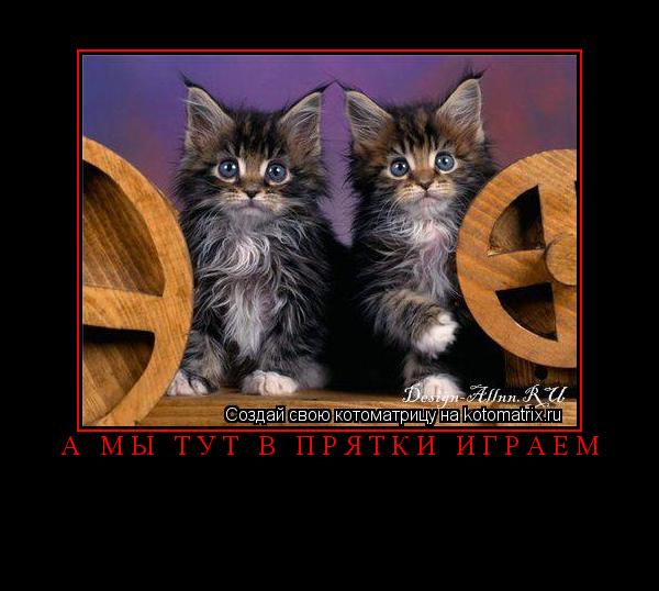 а мы тут в прятки играем ... Котоматрица: а мы тут в прятки играем