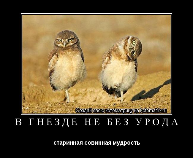 В ГНЕЗДЕ НЕ БЕЗ УРОДА старинная совинная мудрость... Котоматрица: В ГНЕЗДЕ НЕ БЕЗ УРОДА старинная совинная мудрость
