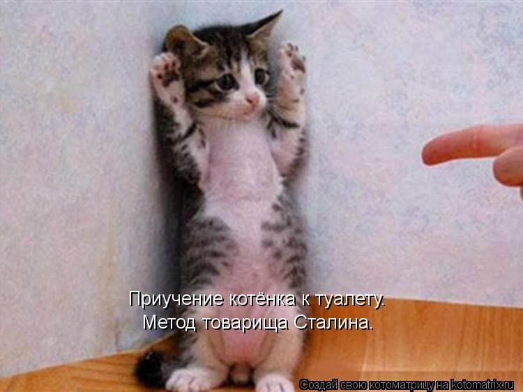 Котоматрица: Приучение котёнка к туалету. Метод товарища Сталина.