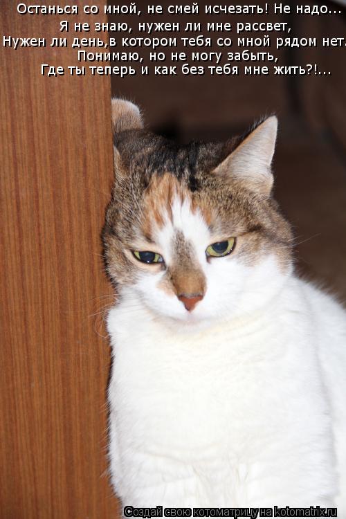 Котоматрица: Я не знаю, нужен ли мне рассвет, Нужен ли день,в котором тебя со мной рядом нет... Понимаю, но не могу забыть, Где ты теперь и как без тебя мне жи