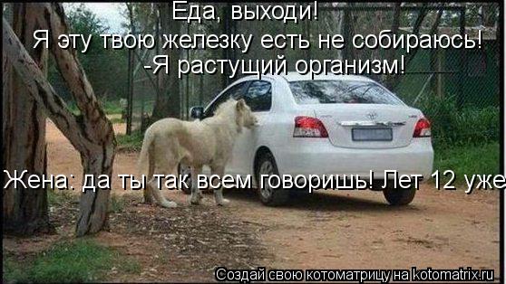 Котоматрица: Еда, выходи!  Еда, выходи! Я эту твою железку есть не собираюсь!  -Я растущий организм! Жена: да ты так всем говоришь! Лет 12 уже!