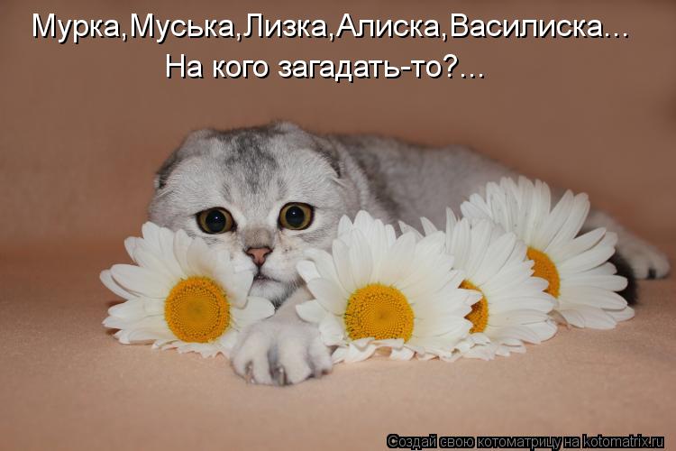 Котоматрица: Мурка,Муська,Лизка,Алиска,Василиска... На кого загадать-то?...