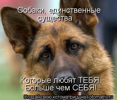 Котоматрица: Собаки, единственные  существа Которые любят ТЕБЯ, Больше чем СЕБЯ!