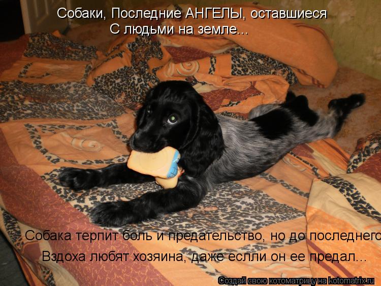Котоматрица: Собаки, Последние АНГЕЛЫ, оставшиеся С людьми на земле... Вздоха любят хозяина, даже еслли он ее предал... Собака терпит боль и предательство, 