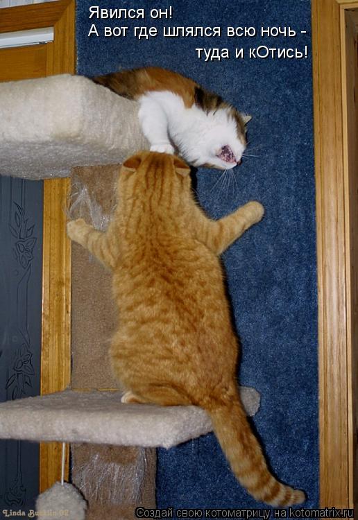 Котоматрица: Явился он!  А вот где шлялся всю ночь -  туда и кОтись!