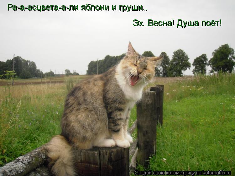Котоматрица: Ра-а-асцвета-а-ли яблони и груши.. Эх..Весна! Душа поёт!