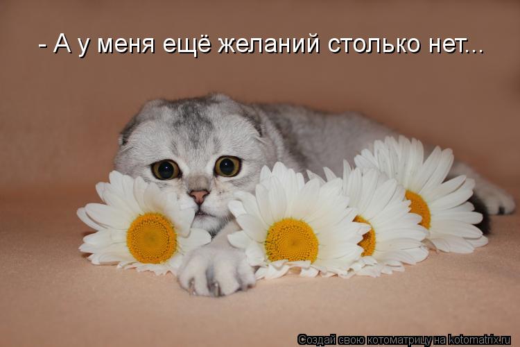 Котоматрица: - А у меня ещё желаний столько нет...