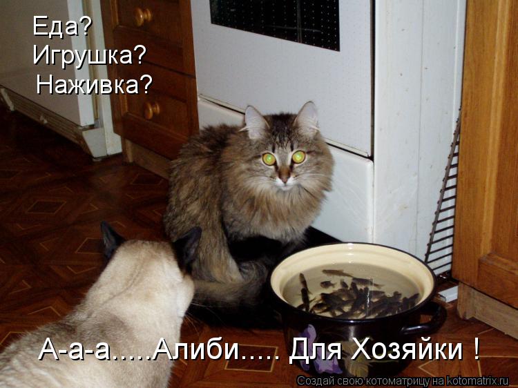 Котоматрица: Еда? Игрушка? Наживка? А-а-а.....Алиби..... Для Хозяйки !