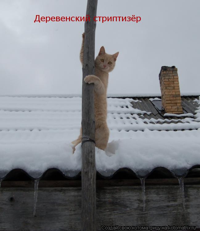 Котоматрица: Деревенский стриптизёр