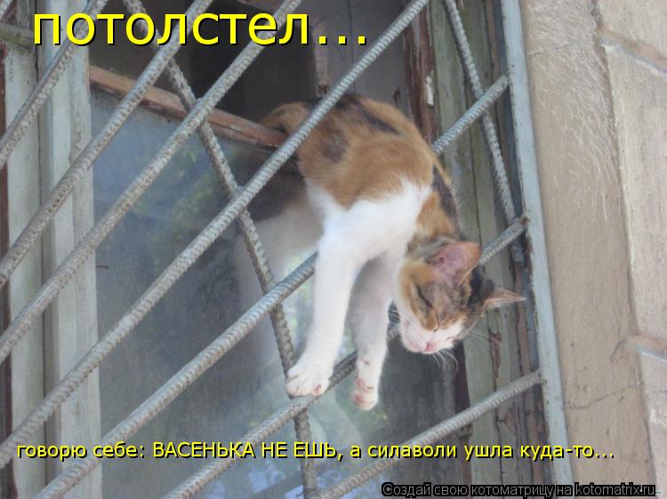 Котоматрица: потолстел... говорю себе: ВАСЕНЬКА НЕ ЕШЬ, а силаволи ушла куда-то...