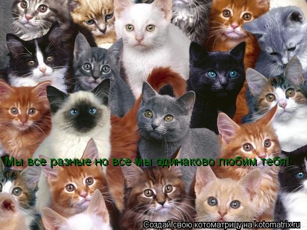 Котоматрица: Мы все разные но все мы одинаково любим тебя!