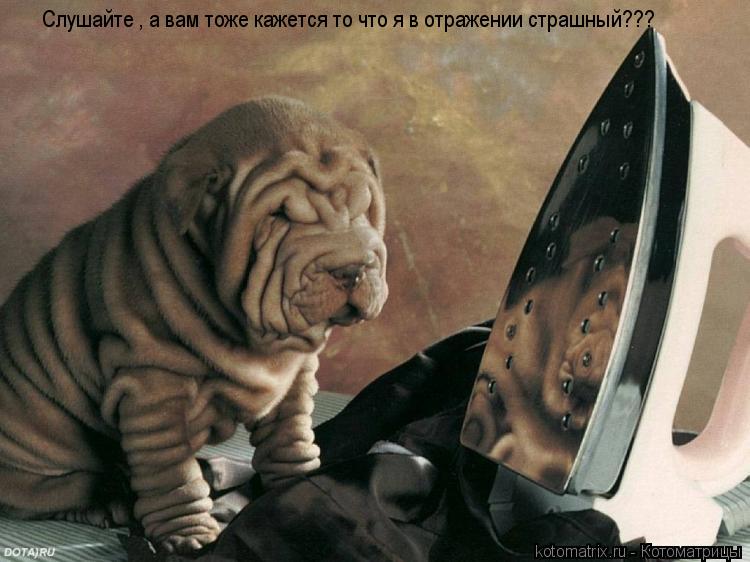Котоматрица: Cлушайте , а вам тоже кажется то что я в отражении страшный???