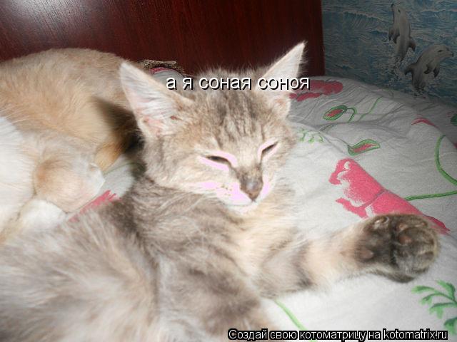 Котоматрица: а я соная соноя