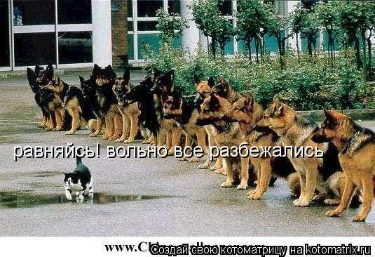 Котоматрица: равняйсь! вольно все разбежались