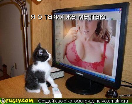 Котоматрица: я о таких же мечтаю