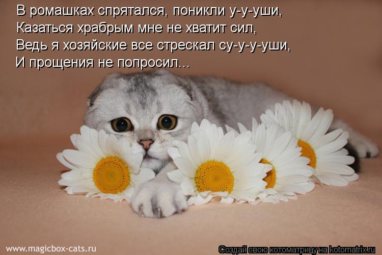 Котоматрица: В ромашках спрятался, поникли у-у-уши, Казаться храбрым мне не хватит сил, Ведь я хозяйские все стрескал су-у-у-уши, И прощения не попросил...