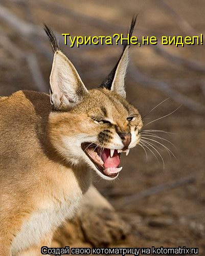 Туриста?Не,не видел!... Котоматрица: Туриста?Не,не видел!