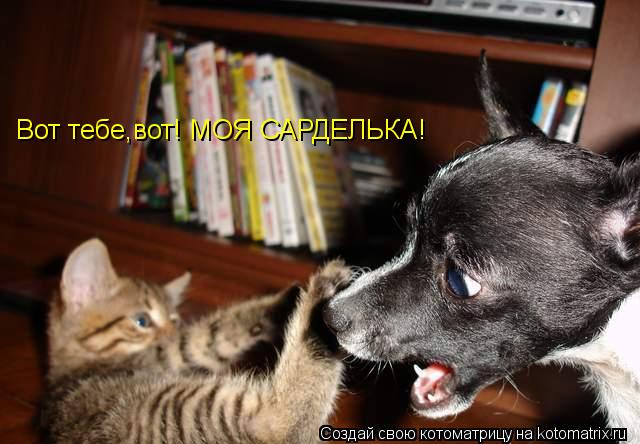 Котоматрица: Вот тебе,вот! МОЯ САРДЕЛЬКА!