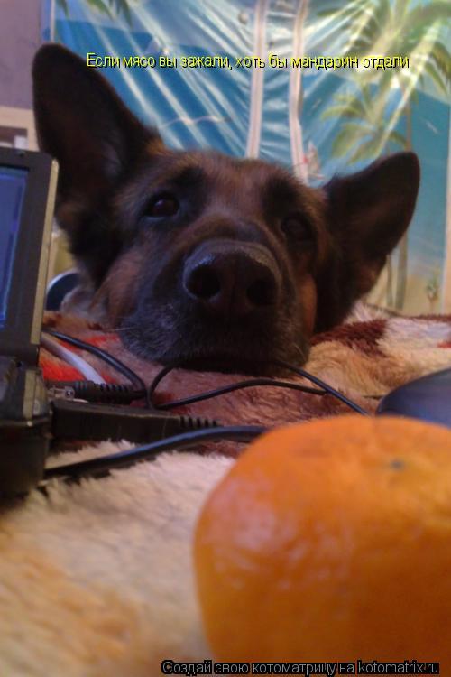 Котоматрица: Если мясо вы зажали, хоть бы мандарин отдали