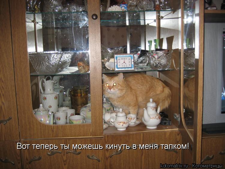 Вот теперь ты можешь кинуть в меня тапком!... Котоматрица: Вот теперь ты можешь кинуть в меня тапком!