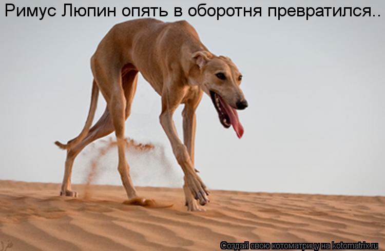 Котоматрица: Римус Люпин опять в оборотня превратился..