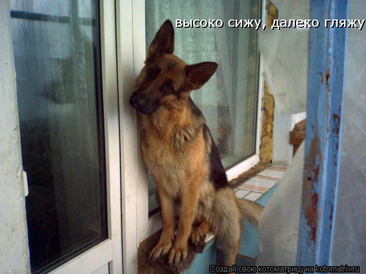 Котоматрица: высоко сижу, далеко гляжу