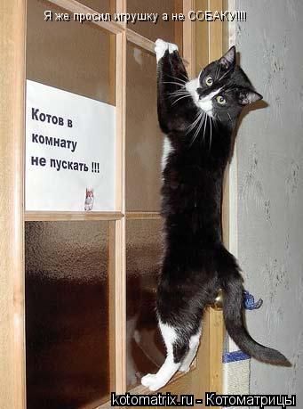 Котоматрица: Я же просил игрушку а не СОБАКУ!!!!