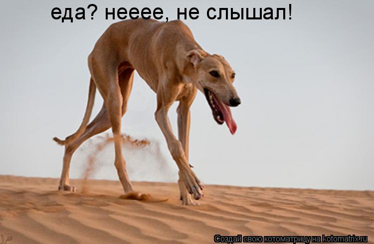 Котоматрица: еда? нееее, не слышал!