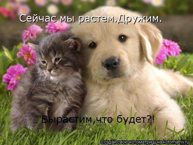 Котоматрица: Сейчас мы растем.Дружим. Вырастим,что будет?!