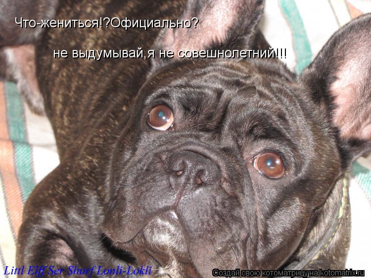 Котоматрица: Что-жениться!?Официально? не выдумывай,я не совешнолетний!!!