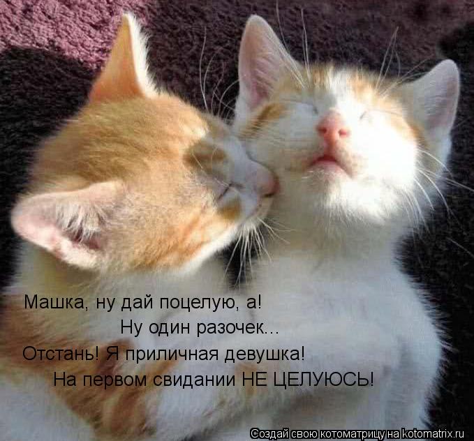 Машка, ну дай поцелую, а! Ну один разочек... Отстань! Я приличная девушка! На первом свидании НЕ ЦЕЛ... Котоматрица: Машка, ну дай поцелую, а! Ну один разочек... Отстань! Я приличная девушка! На первом свидании НЕ ЦЕЛУЮСЬ!