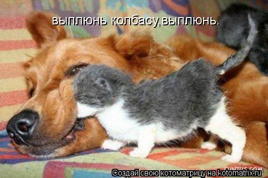 выплюнь колбасу,выплюнь.... Котоматрица: выплюнь колбасу,выплюнь.