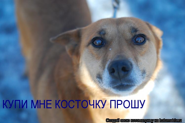 КУПИ МНЕ КОСТОЧКУ ПРОШУ КУПИ МНЕ КОСТОЧКУ ПРОШУ... Котоматрица: КУПИ МНЕ КОСТОЧКУ ПРОШУ КУПИ МНЕ КОСТОЧКУ ПРОШУ