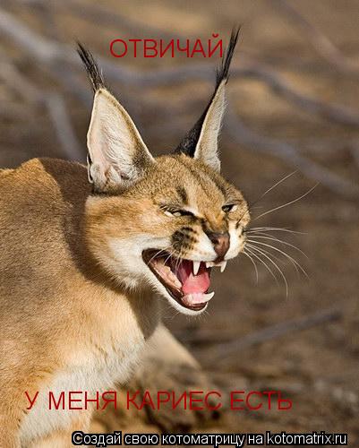 У МЕНЯ КАРИЕС ЕСТЬ ОТВИЧАЙ ОТВИЧАЙ... Котоматрица: У МЕНЯ КАРИЕС ЕСТЬ ОТВИЧАЙ ОТВИЧАЙ