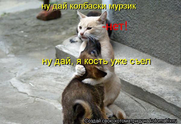 ну дай колбаски мурзик -нет! ну дай, я кость уже съел... Котоматрица: ну дай колбаски мурзик -нет! ну дай, я кость уже съел